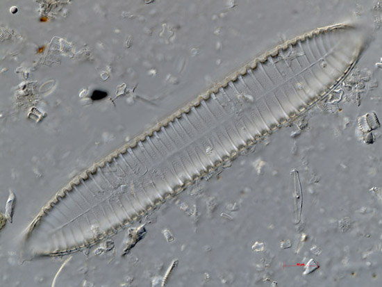 Surirella engleri