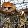 Museum für Naturkunde Logo