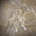 Archeopterix