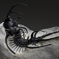 Trilobit