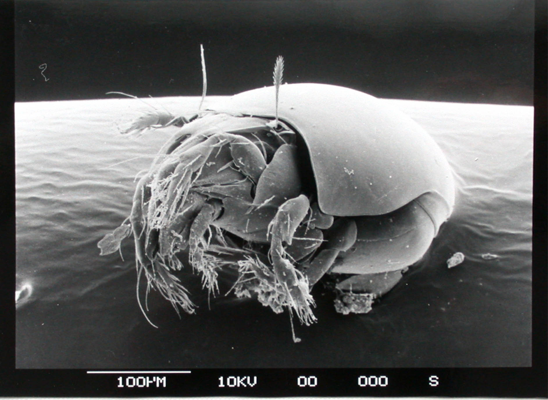 Ceratozetes psammophilus
