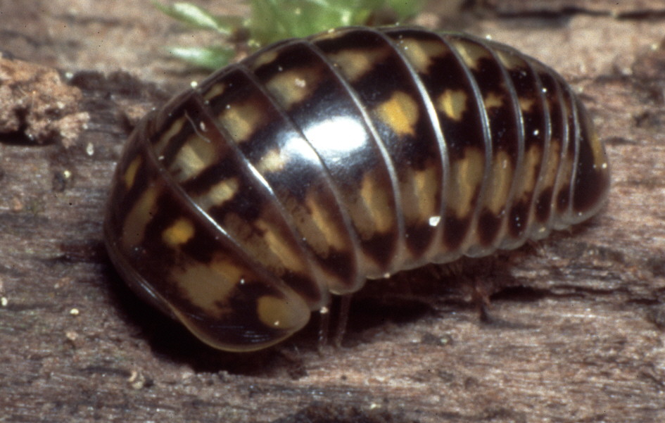 Glomeris malmivaga
