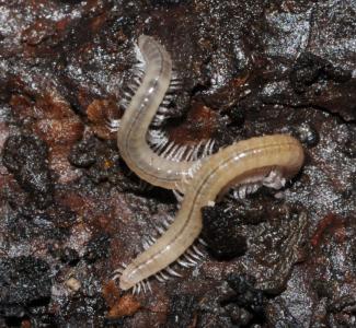 Haplogona oculodistincta