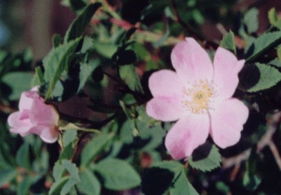 Hundsrose