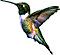 hummingbird