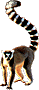 Lemur