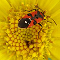 Pyrrhocoris