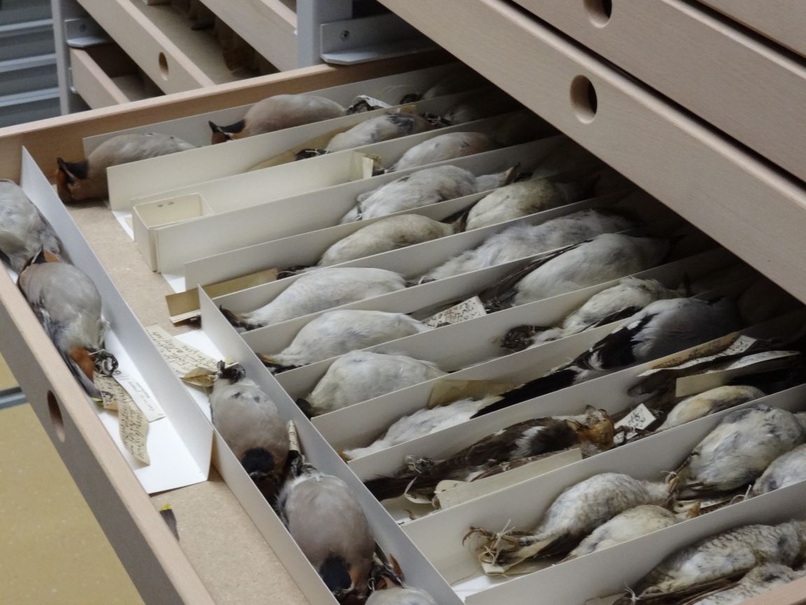 Balgsammlung