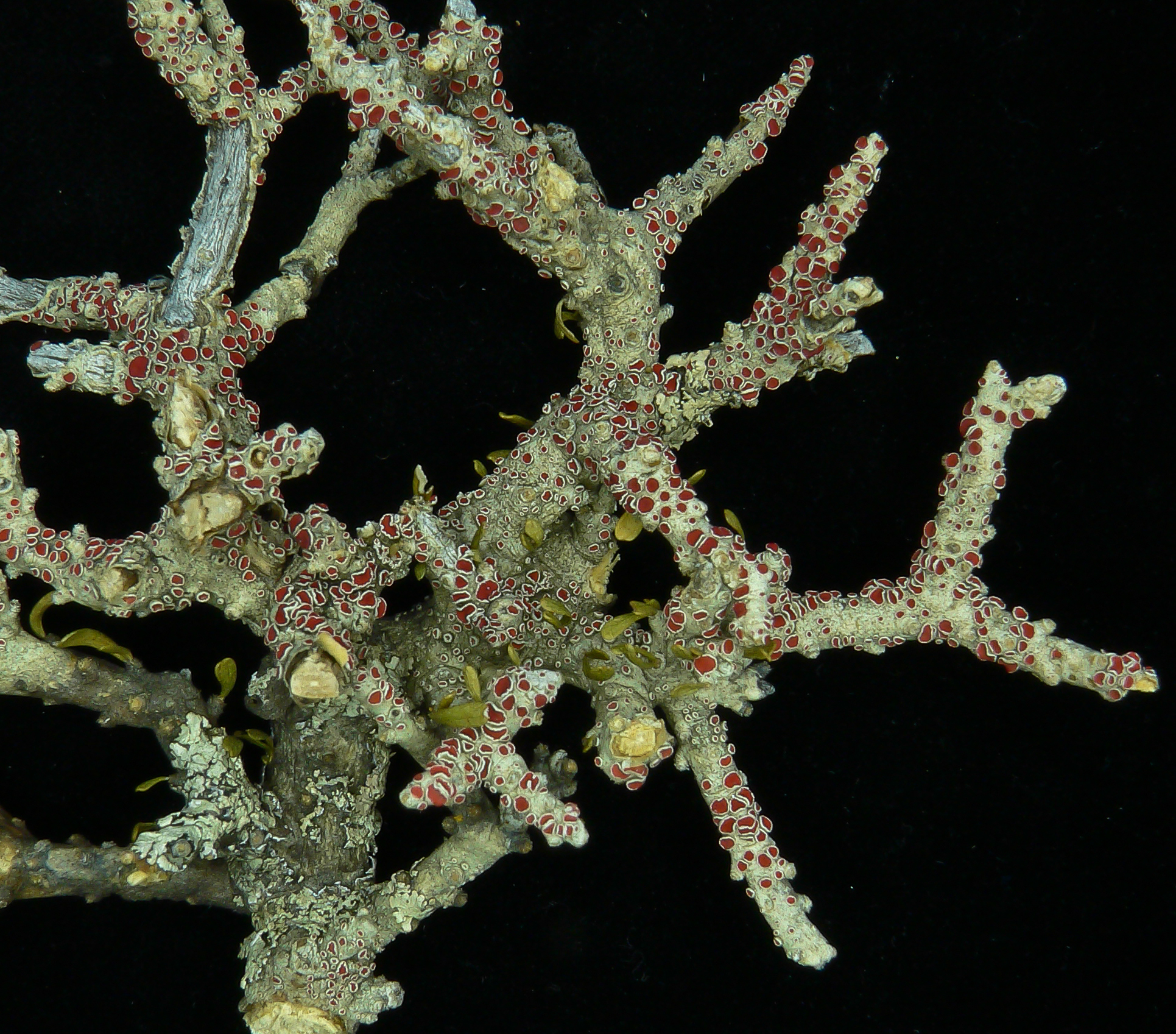 Haematomma